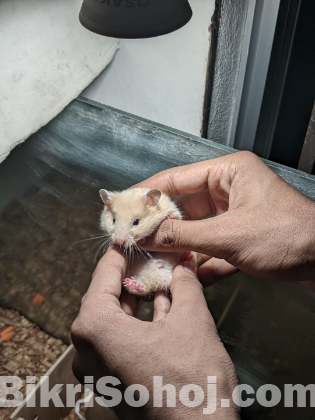 Syrian hamster